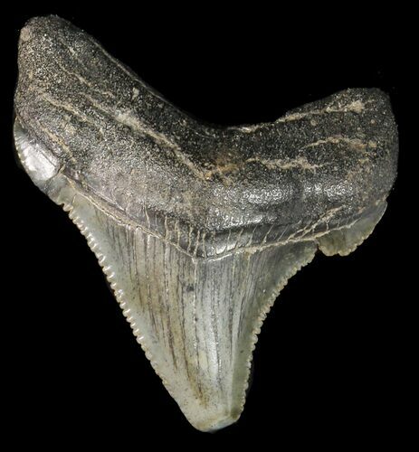 Fossil Angustidens Shark Tooth - Megalodon Ancestor #46841